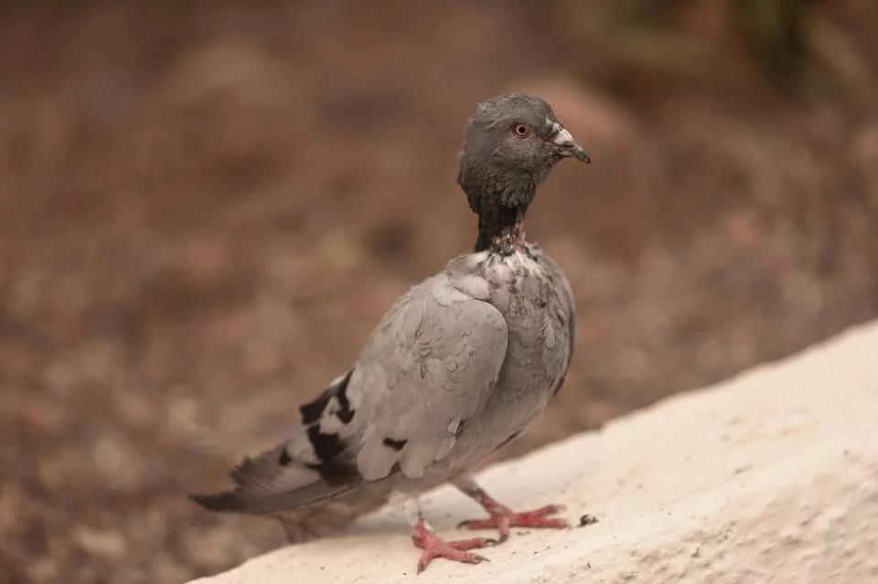 3974992830761745 image