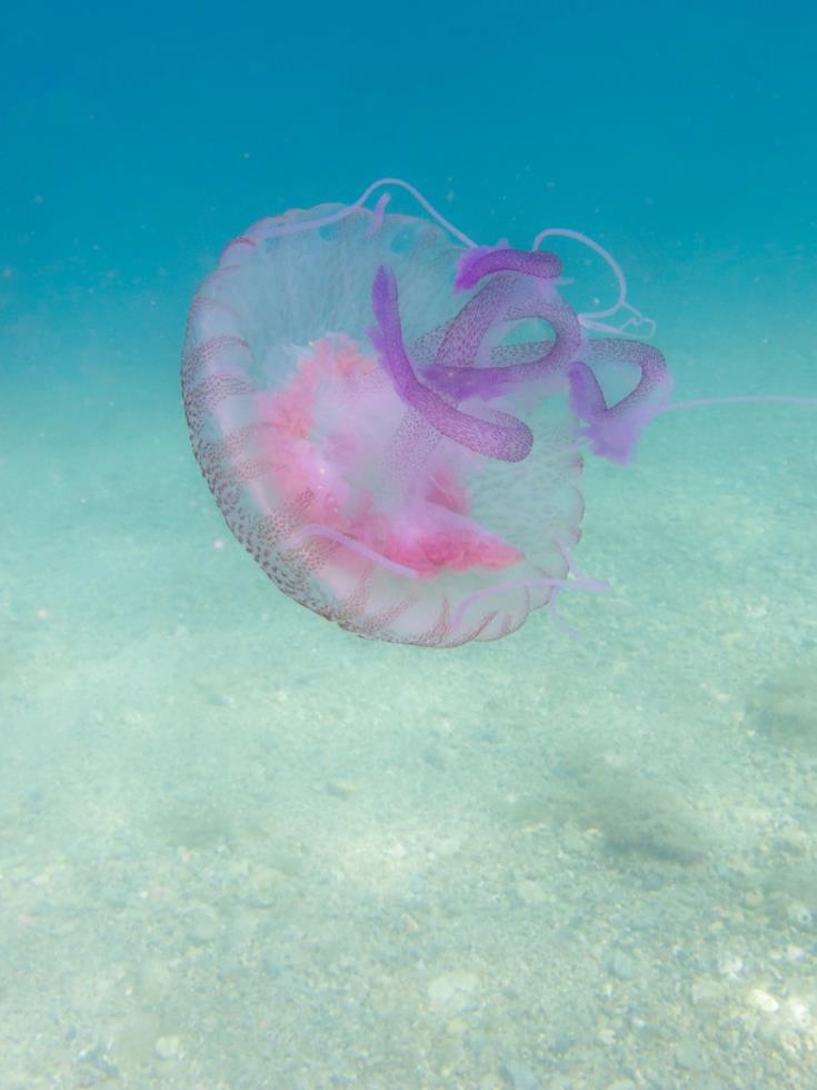 4230452057177999 image