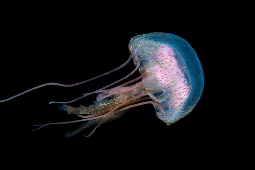 4230452182303633 image