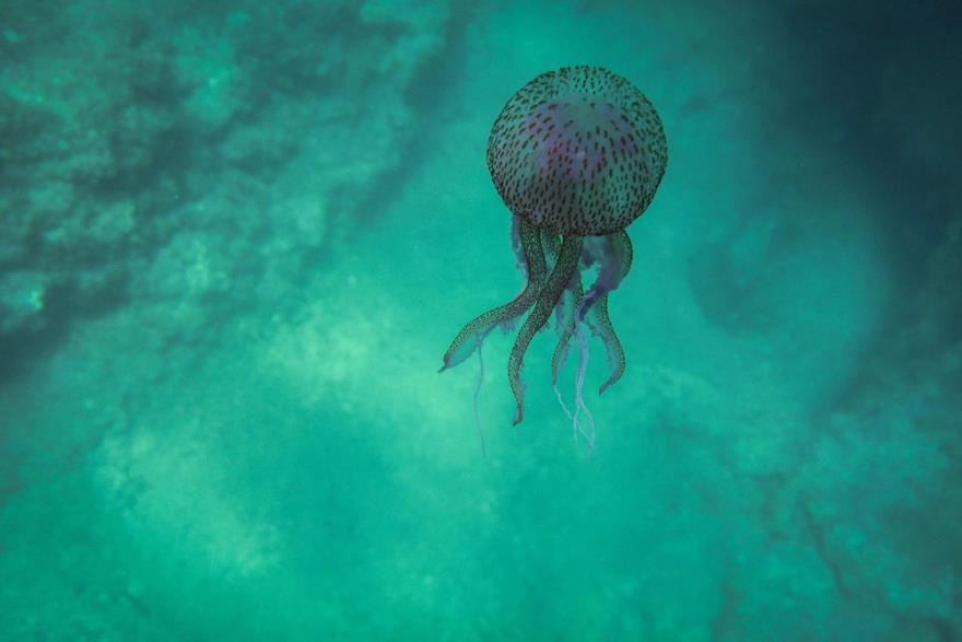 4230452275289765 image