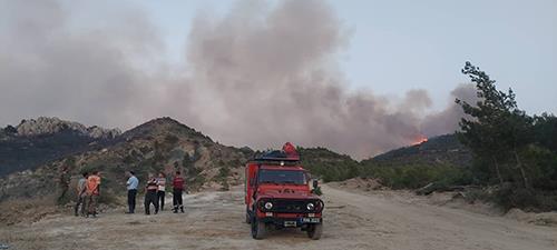 4252143992052533 image