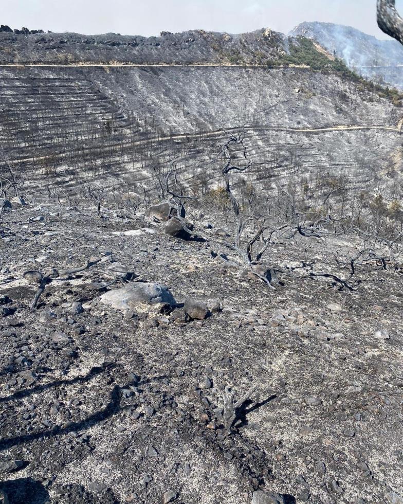 4252144220592533 image