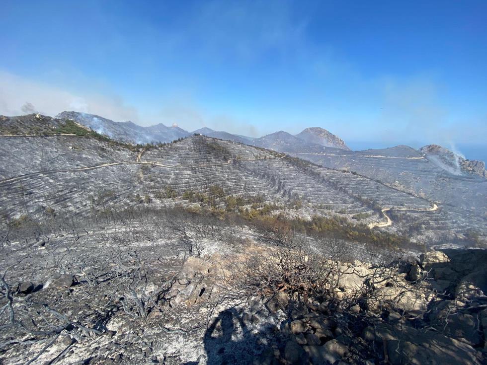 4252144529004533 image