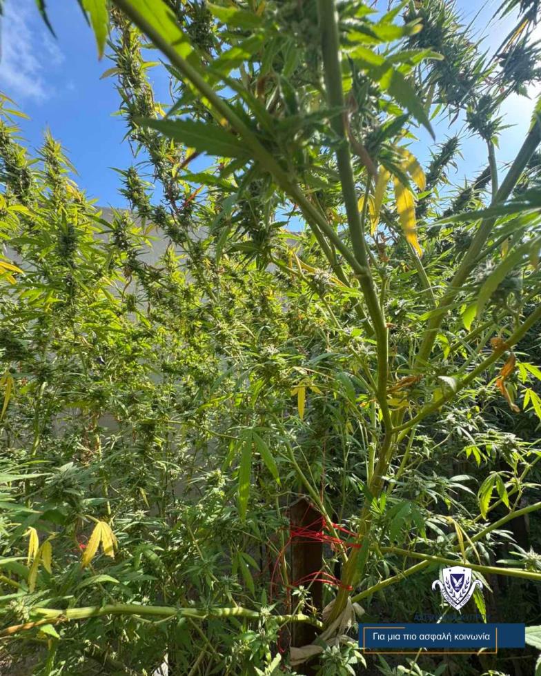 5282937135645188 G17BIpbWoAAAn8m