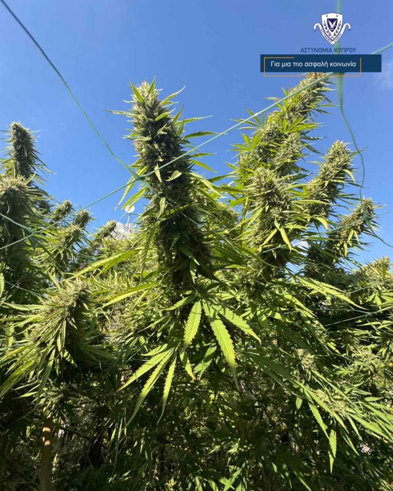 5283772863716424 image